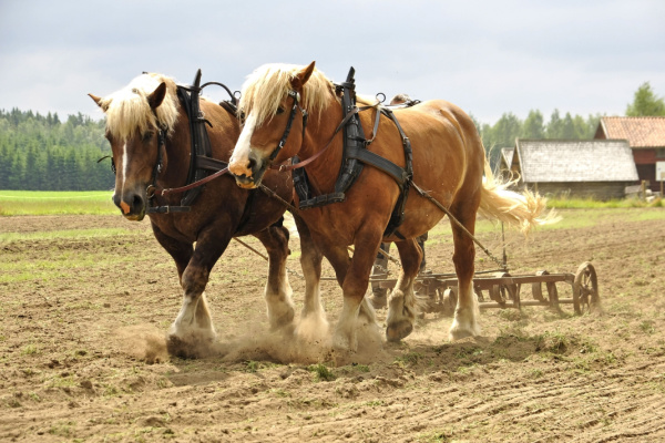 https://www.emargence.fr/wp-content/uploads/2023/09/cheval-1.jpg