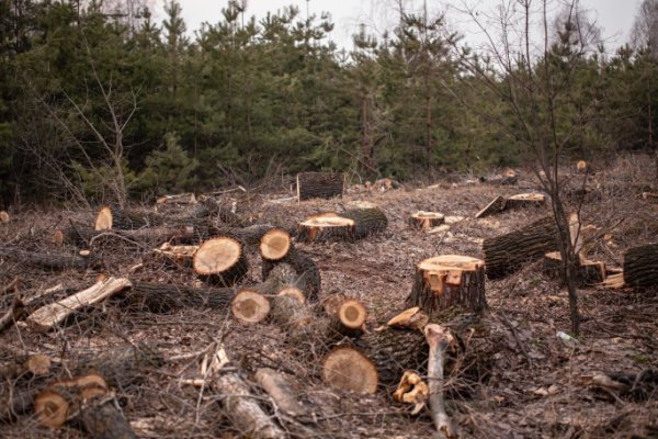 https://www.emargence.fr/wp-content/uploads/2024/01/environnement.jpg