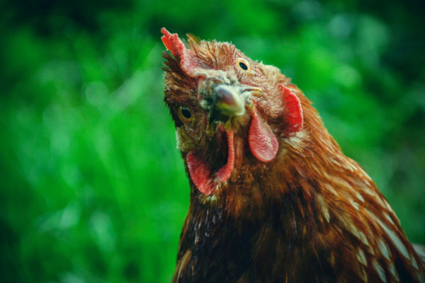 https://www.emargence.fr/wp-content/uploads/2024/01/pouleinterrogative.jpg