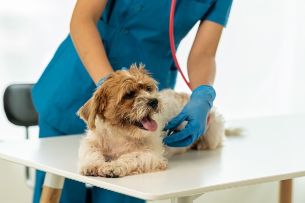 https://www.emargence.fr/wp-content/uploads/2025/03/Shutterstock_veterinairechien-1.jpg