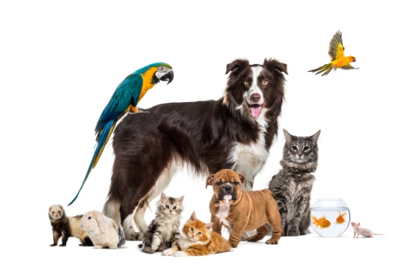 https://www.emargence.fr/wp-content/uploads/2025/11/Shutterstock_santeanimauxPC-2.jpg