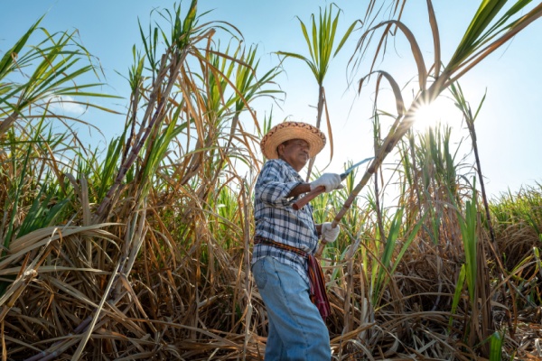 https://www.emargence.fr/wp-content/uploads/2025/12/Shutterstock_agriculturecanneasucre.jpg