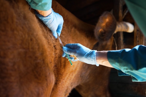 https://www.emargence.fr/wp-content/uploads/2025/12/Shutterstock_dermatosenodulaire.jpg