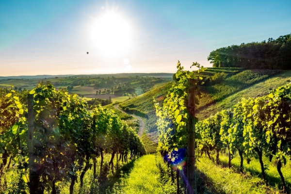 https://www.emargence.fr/wp-content/uploads/2026/01/Shutterstock_viticulture.jpg
