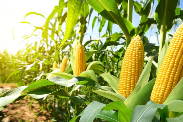 https://www.emargence.fr/wp-content/uploads/2026/02/Shutterstock_produitsalimentairestva.jpg