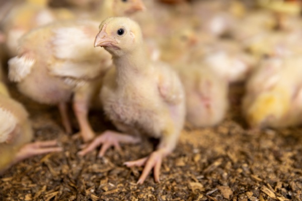 https://www.emargence.fr/wp-content/uploads/2026/02/Shutterstock_tracabilitedesvolailles.jpg