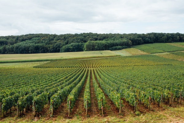 https://www.emargence.fr/wp-content/uploads/2026/02/Shutterstock_vignestarifsvignes-2.jpg