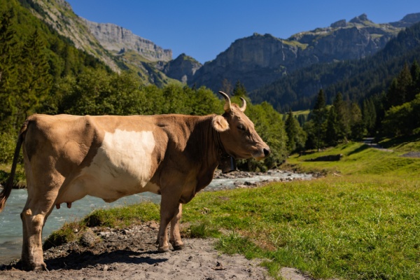 https://www.emargence.fr/wp-content/uploads/2026/03/Shutterstock_identificationbovins.jpg