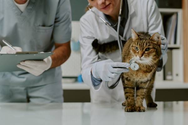 https://www.emargence.fr/wp-content/uploads/2026/03/Shutterstock_veterinairesvetoanimaux-2.jpg