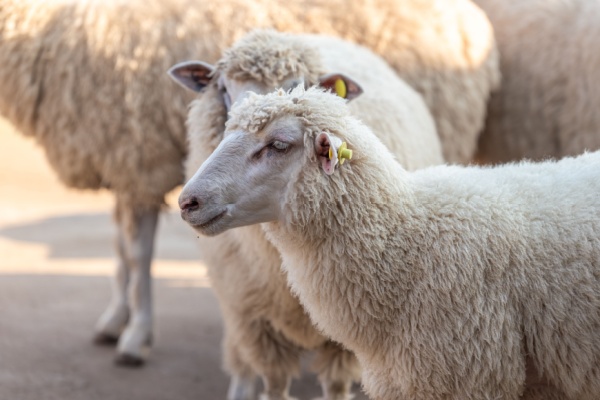 https://www.emargence.fr/wp-content/uploads/2026/04/Shutterstock_identificationanimaux.jpg
