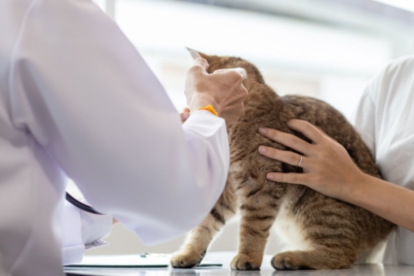 https://www.emargence.fr/wp-content/uploads/2026/07/Shutterstock_veterinairecotisationsociales-1.jpg