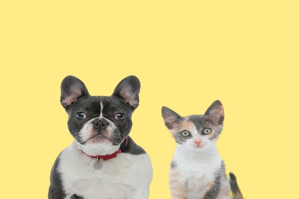 https://www.emargence.fr/wp-content/uploads/2026/09/shutterstock_amendeanimaux.jpg