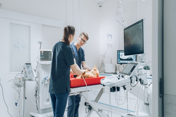 https://www.emargence.fr/wp-content/uploads/2026/09/shutterstock_fonctionnementcabinetveterinaire.jpg