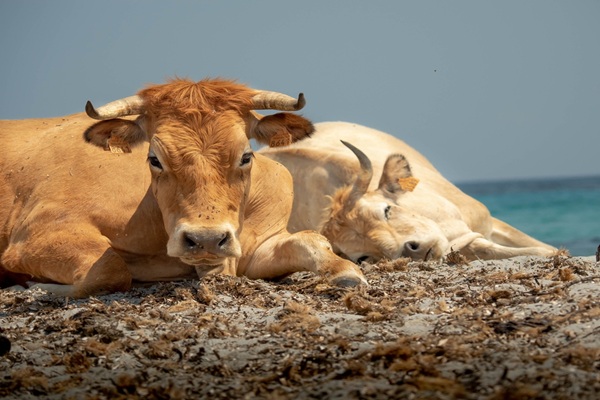 https://www.emargence.fr/wp-content/uploads/2026/09/shutterstock_identificationbovins.jpg