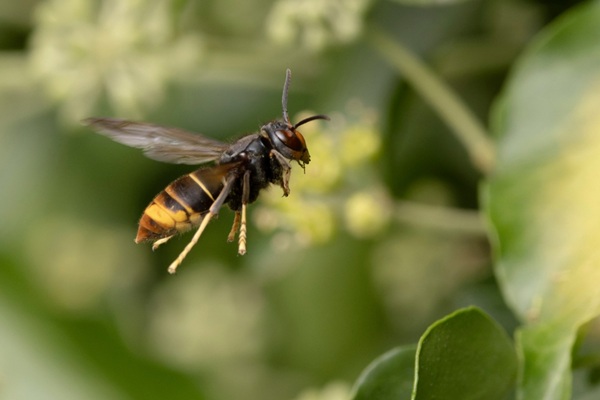 https://www.emargence.fr/wp-content/uploads/2026/09/shutterstock_planfrelons.jpg