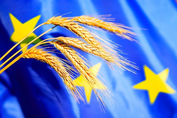 https://www.emargence.fr/wp-content/uploads/2026/10/shutterstock_haiesbcae.jpg