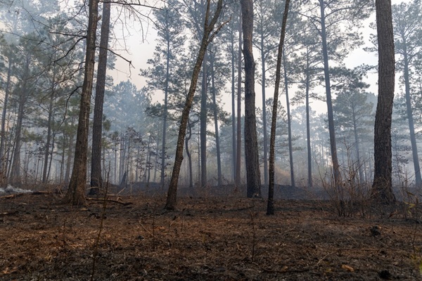 https://www.emargence.fr/wp-content/uploads/2026/10/shutterstock_renouvellementforestier.jpg
